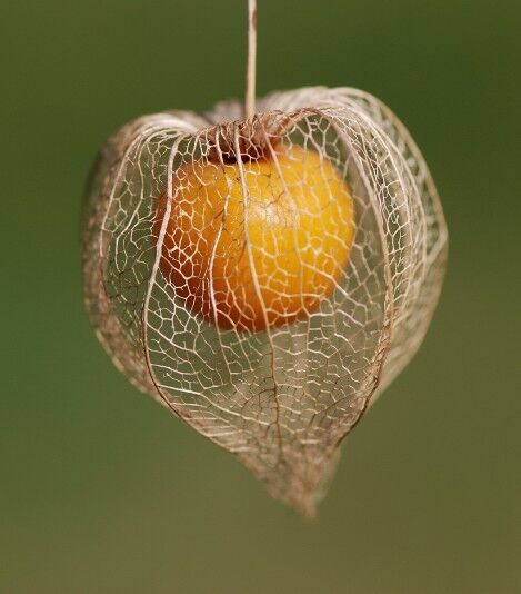 Cape Gooseberry GOLDENBERRY physalis peruviana peruvian groundcherry 50 SEEDS