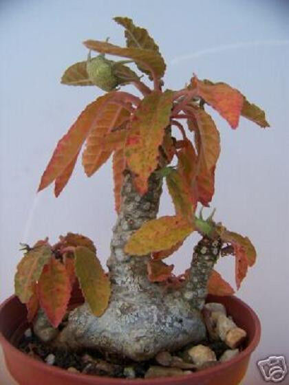 Dorstenia Foetida 20 caudex succulent seeds