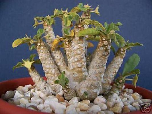 Dorstenia sp 20 seeds of exotic caudex succulent