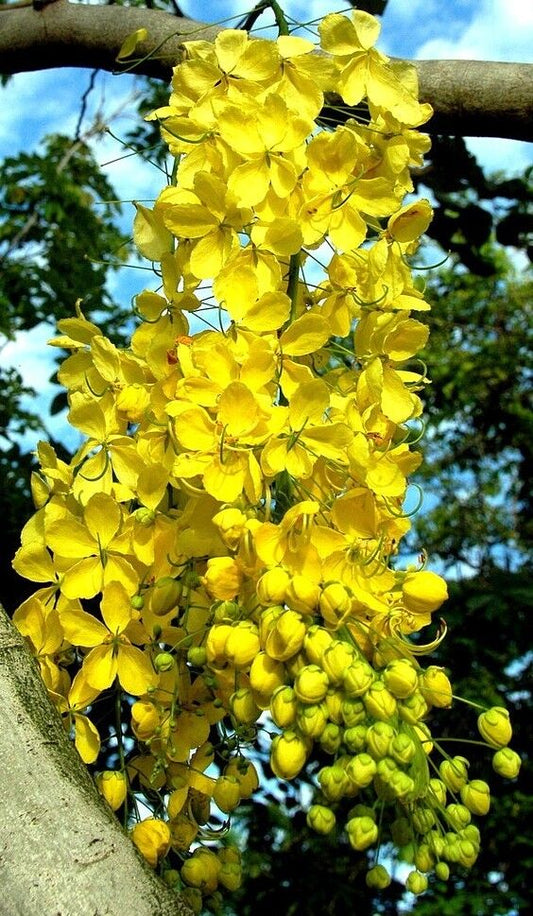 Cassia fistula, rare GOLDEN SHOWER TREE gold rush yellow flower seed 10 seeds