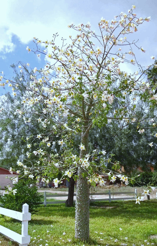 Ceiba Pentandra, Kapok tree tropical flowering wood cotton bonsai seed 10 seeds