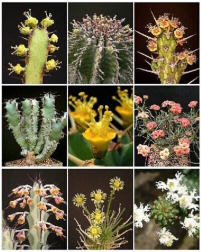 Euphorbia variety mix rare succulent plant mixed seed pack exotic bonsai plant 10 seeds