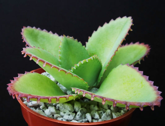 MOTHER OF THOUSANDS kalanchoe daigremontiana succulent garden plant 4"