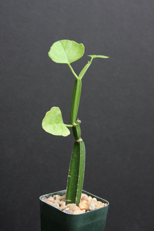 CISSUS QUADRANGULARIS succulent vine climbing garden plant 2"