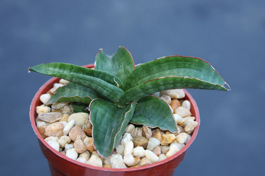 Sansevieria paten, exotic rare succulent outdoor indoor collector snake plant 4"