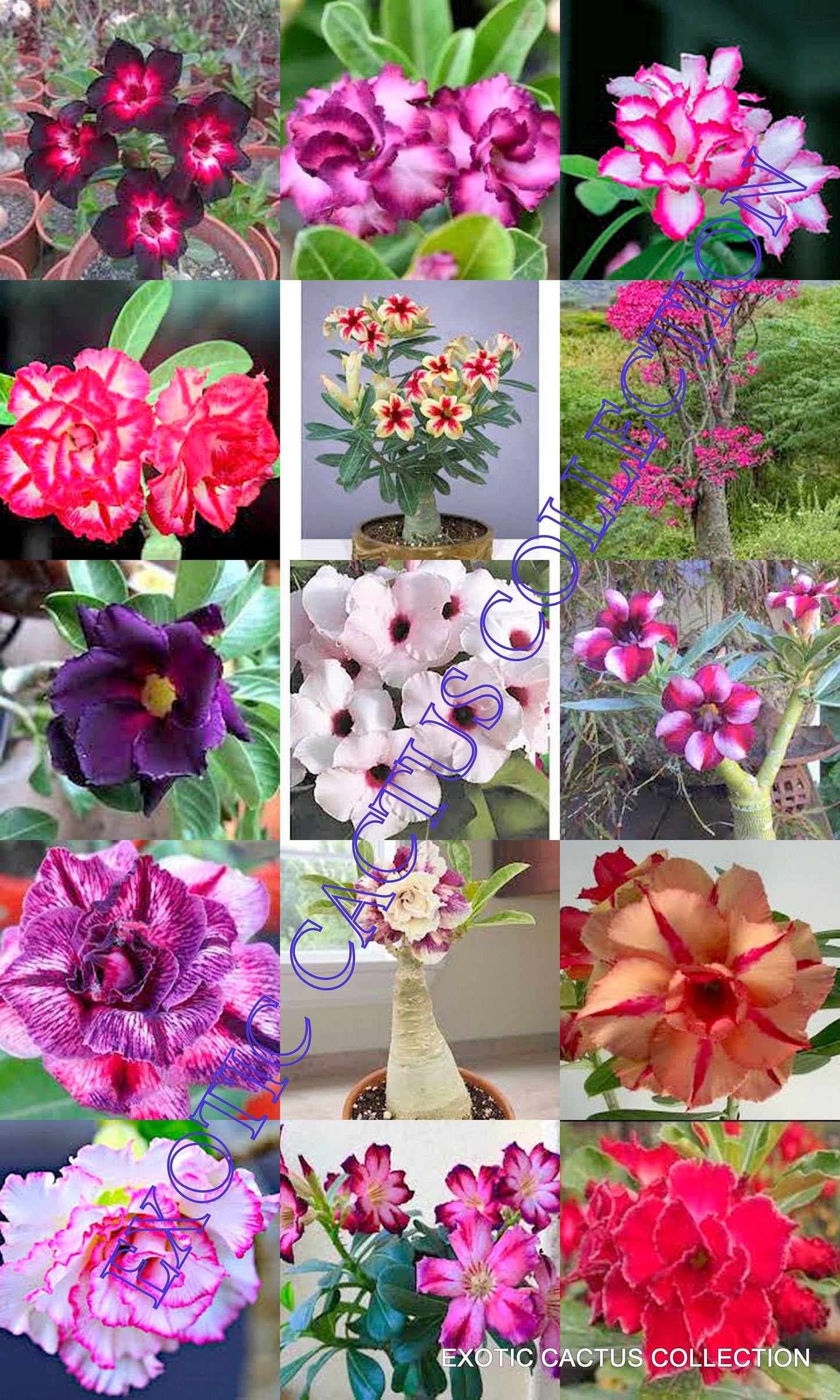 Desert Rose variety Mix 10 Adenium Obesum Seeds