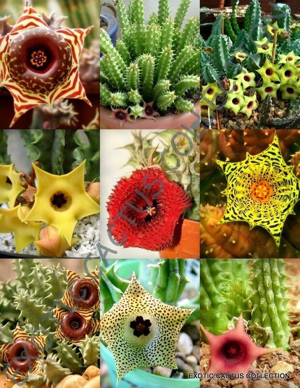 HUERNIA MIX rare variety mixed seed pack exotic stapelia succulent cactus plant 5 seeds