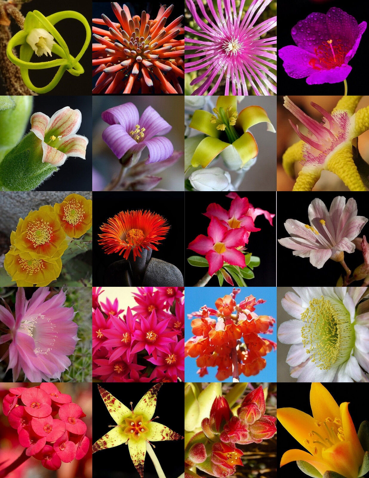 SUCCULENT MIX rare plant mixed seed pack exotic cactus flower 30 seeds