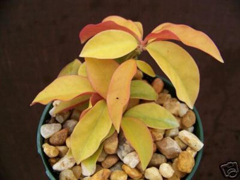 Pereskia aculeata gold Variegated @J@ rare variegata cactus plant cacti 4" pot G