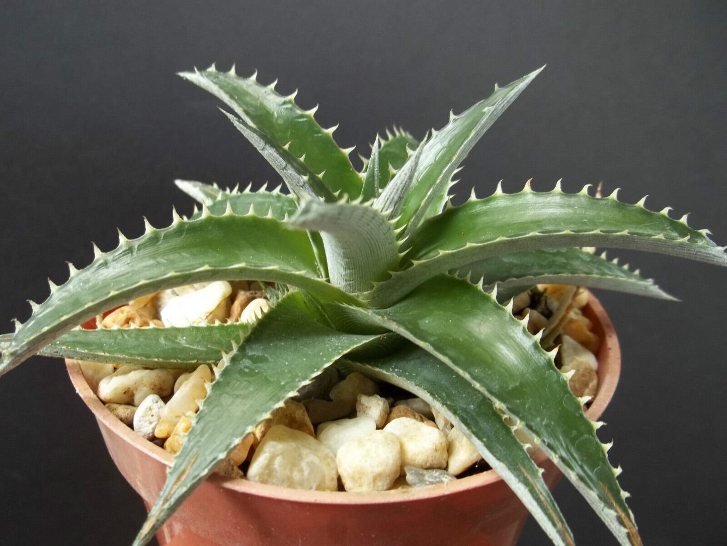 Dyckia platyphylla rare succulent air plant exotic bromeliad agave cacti 4" pot