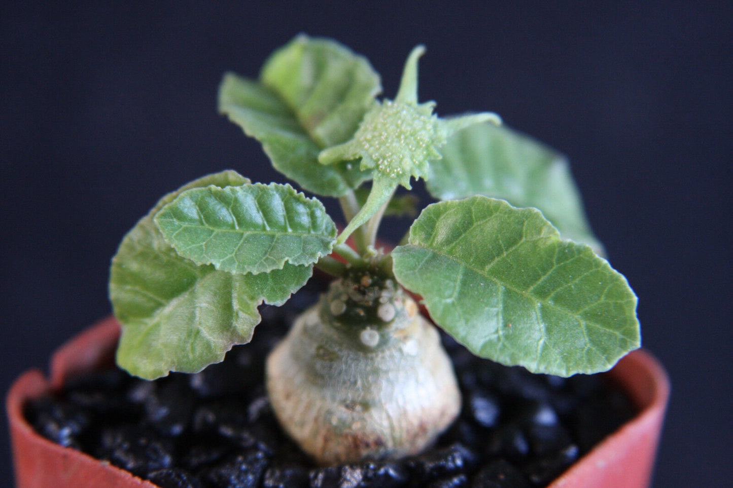 Dorstenia foetida 2” rare caudex succulent