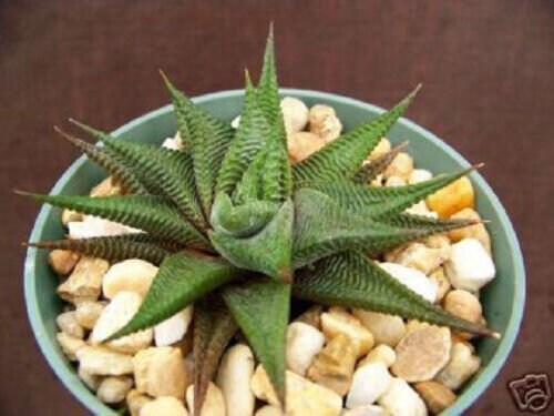 4" HAWORTHIA Limifolia rare succulent plant cactus aloe outdoor indoor cacti pot