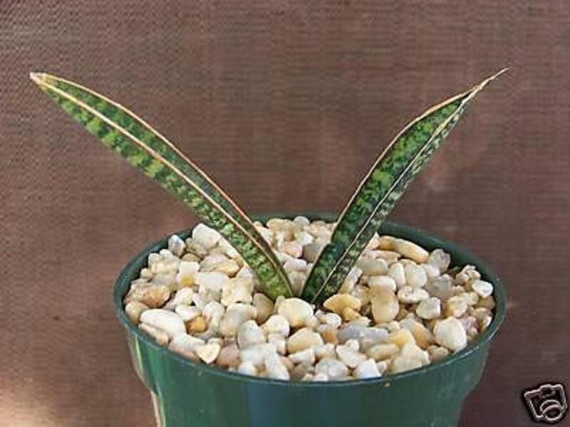 Sansevieria fischeri singularis rare succulent outdoor indoor collector plant 4"