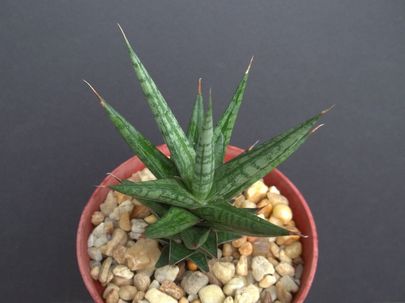thumbnail image 2 of Jatropha Collection – Rare Exotic Succulent Cacti – 4 Live Plants, Collector Combo 2 of 5