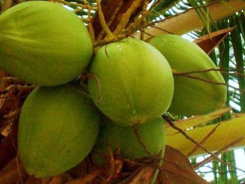 COCONUT (Green) hawaiian plant palm tree Cocos nucifera ready to pot,1 live SEED