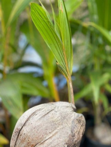 Sprouted Cocos Nucifera GREEN COCONUT seed plant palm tree (ONE)