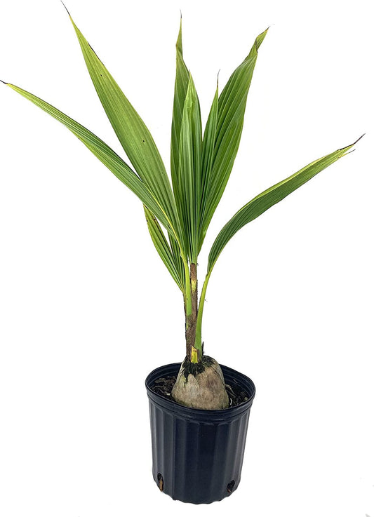 Sprouted Cocos Nucifera GREEN COCONUT seed plant palm tree (ONE) 24" tall