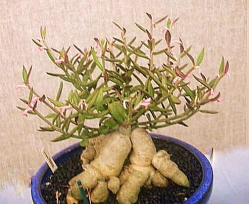 Monadenium Rubellum exotic rare cactus aloe cacti caudex euphorbia bonsai 2" pot