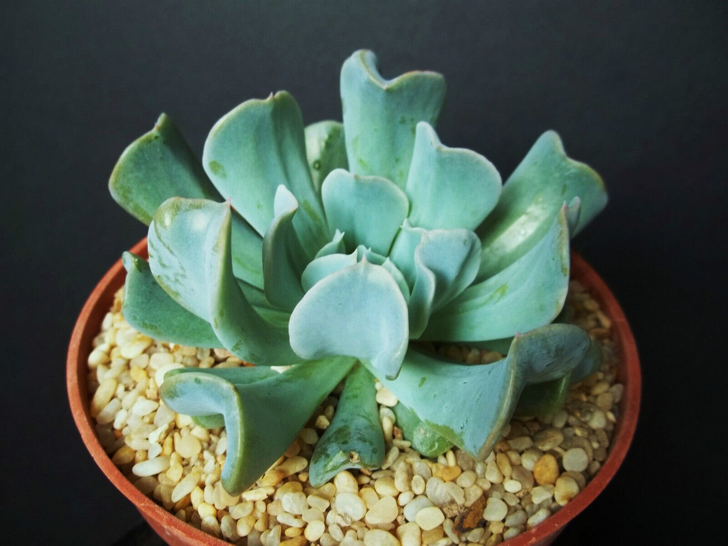 Echeveria runyonii cv. TOPSY TURVY rare flower succulent cactus plant 4" pot