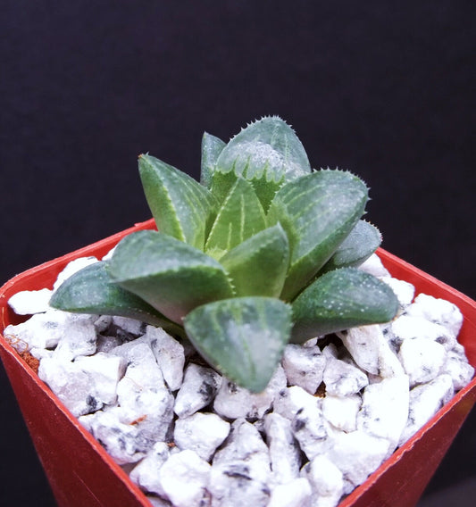 RARE HAWORTHIA RETUSA exotic garden succulent aloe cactus cacti plant 2" pot