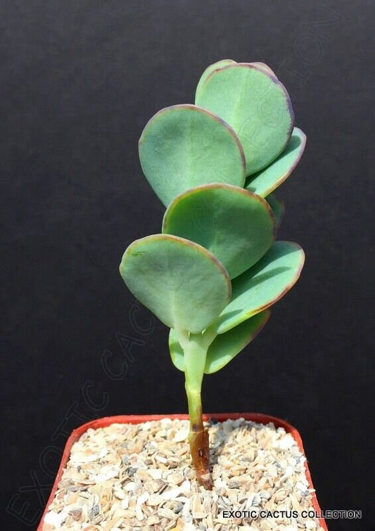 KALANCHOE PANAMENSIS rare exotic succulent cactus garden collector plant 2"