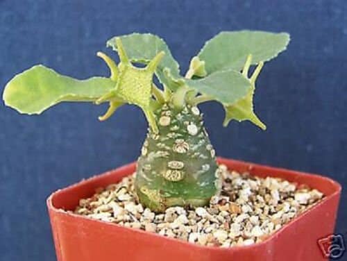 Dorstenia ssp exotic caudex bonsai cactus rare succulent aloe plant cacti 2" pot