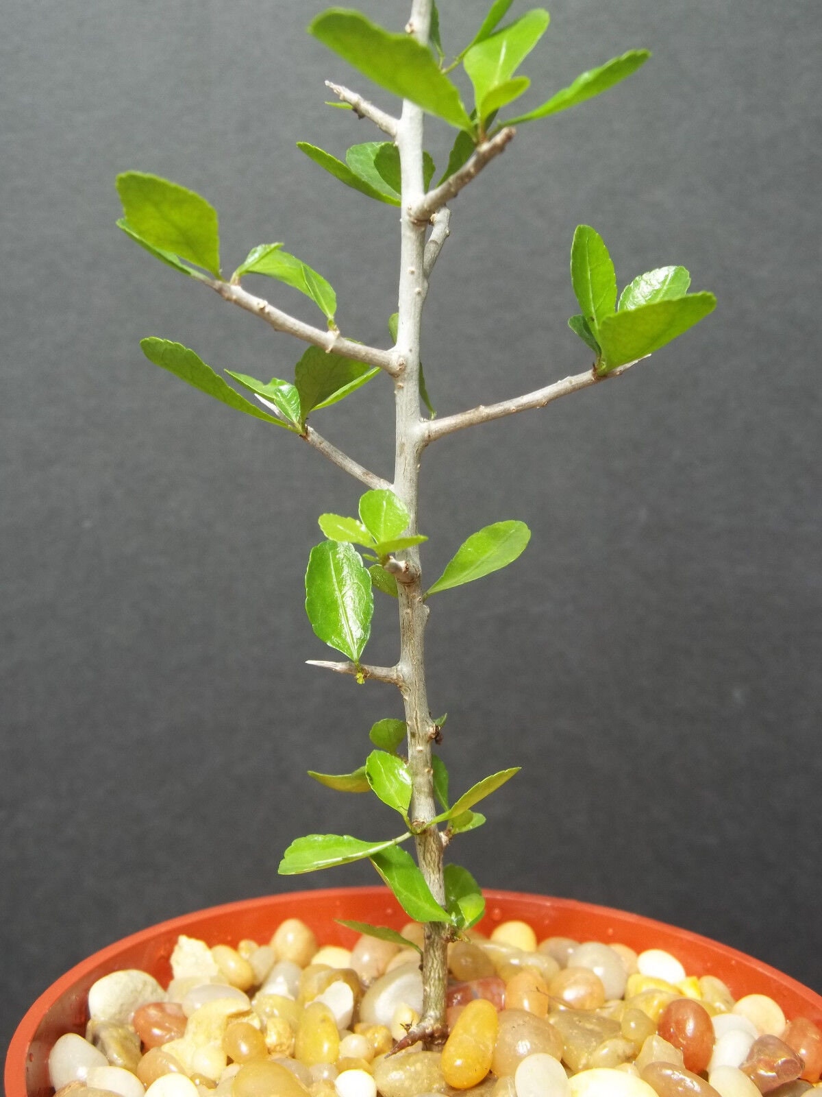 Commiphora simplicifolia 4” guggul myrrh tree