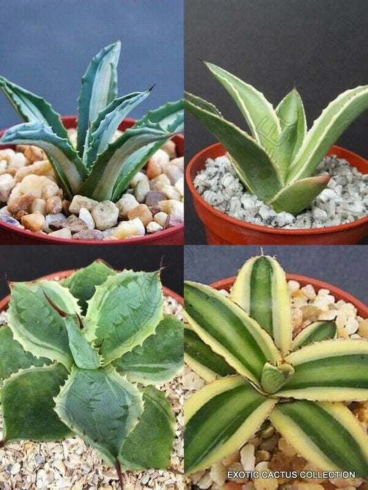 Variegated agave collection rare variegata succulent aloe cactus 4" pot plants