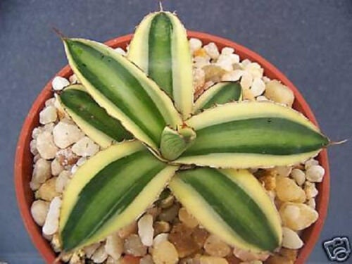 Agave lophantha quadricolor variegated @ exotic rare succulent plant cactus 4" L
