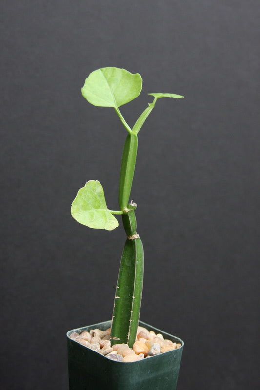 Cissus quadrangularis exotic rare succulent plant vine climber square stem 4"pot