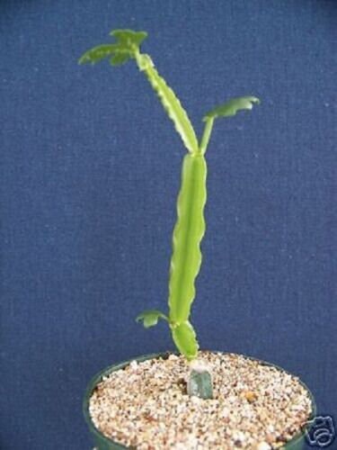 Cissus cactiformis exotic rare succulent plant vine 2"