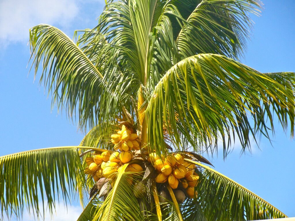 Cocos Nucifera COCONUT (YELLOW) 1 live SEED