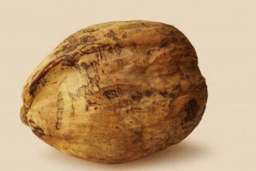 coconut palm seed pods COCONUT (Green) 1 Hawaiian Cocos Nucifera seed – Exotic-Cactus-collection