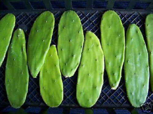 Opuntia grafting stock nopal cactus edible nopalea grafted cacti 1 pad cutting