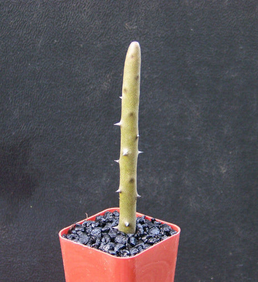 Alluaudia Dumosa madagascar ocotillo spiny reptile lizard terrarium plant 2" pot