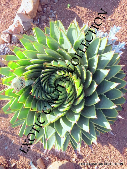 ALOE POLYPHYLLA spiral succulent rare agave plant exotic seed 10 seeds