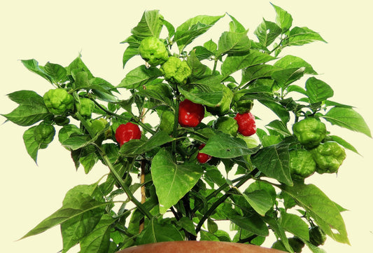 Cachucha pepper aji dulce cuban sweet chilli cubano spanish cook seed 100 SEEDS