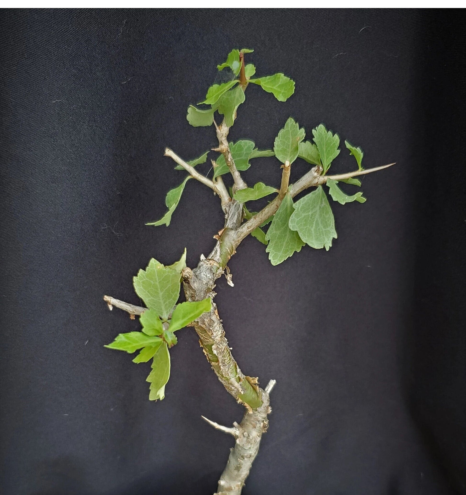 resin bonsai tree RARE!!! Commiphora wightii, guggul fragrant resin bonsai rare myrrh tr – Exotic-Cactus-collection
