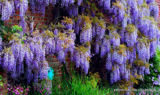 Japanese WISTERIA FLORIBUNDA rare vine flowering purple wood tree seed 10 seeds