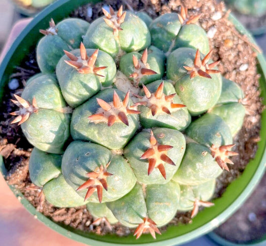 Coryphantha elephantidens var. tanshi cactus seed 25 SEEDS