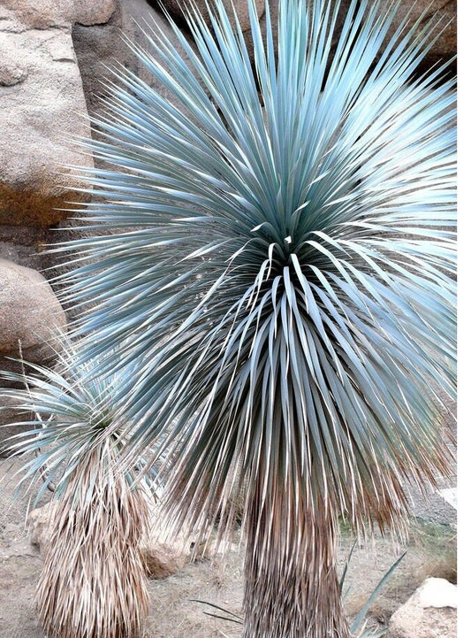 BEAKED YUCCA, yuca rostrata Big Bend agave garden aloe tree-like seed - 15 SEEDS