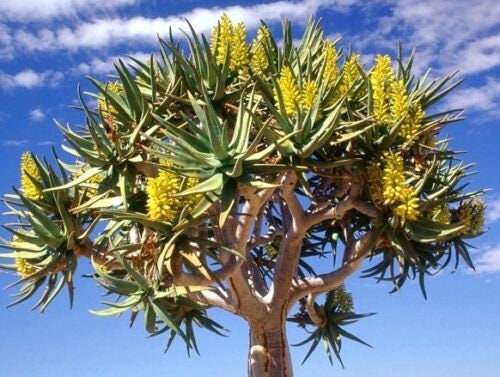 Aloe Dichotoma, exotic quiver tree big succulent rare desert plant seed 50 SEEDS