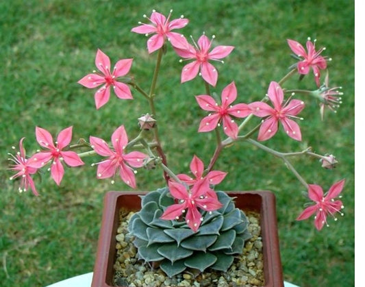 Graptopetalum Bellum exotic succulent rare mesembs flowering plant 100 SEEDS