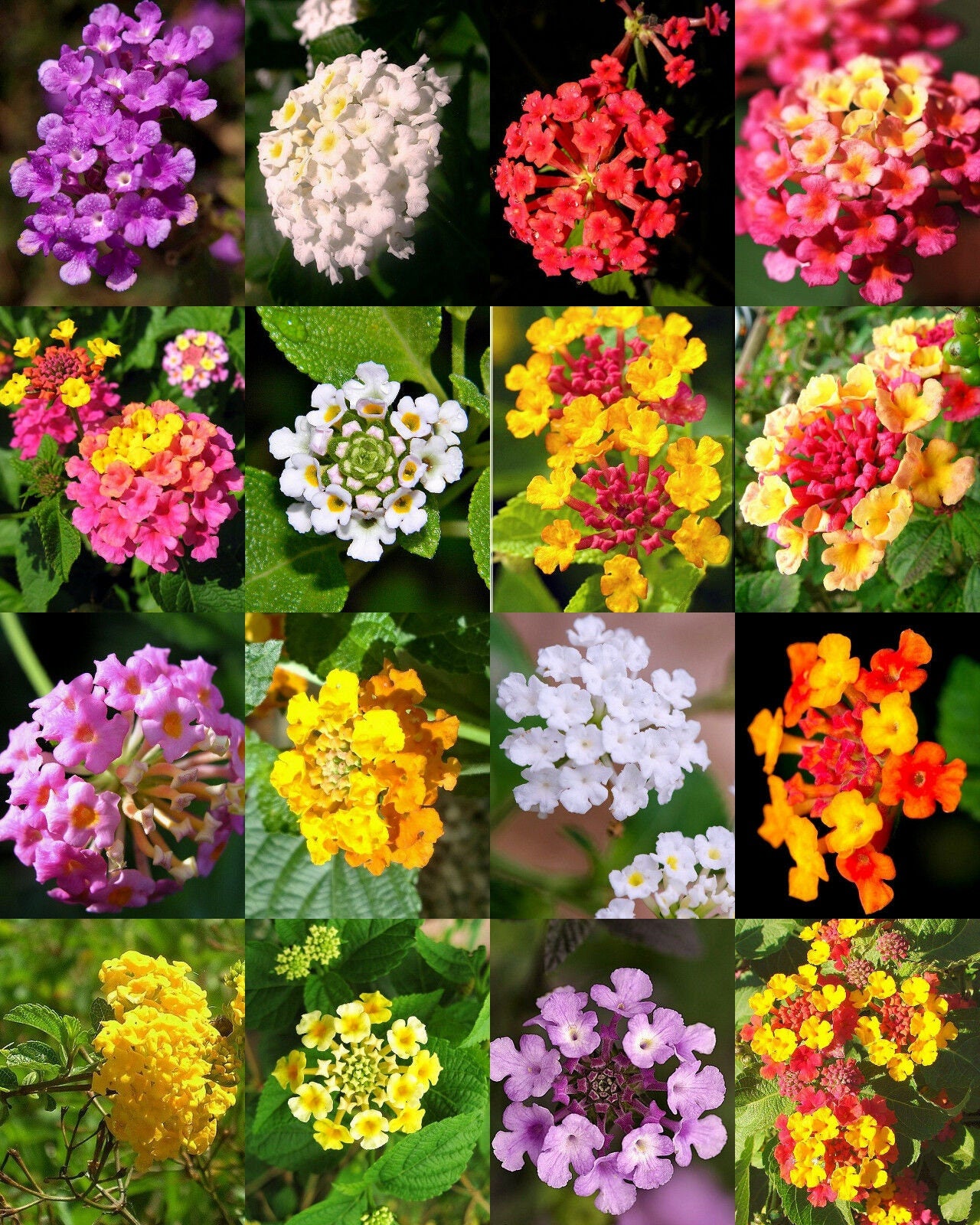 Lantana MIX, Shrub Verbenas Butterfly Garden FLOWERS Ham And Eggs seed 50 seeds