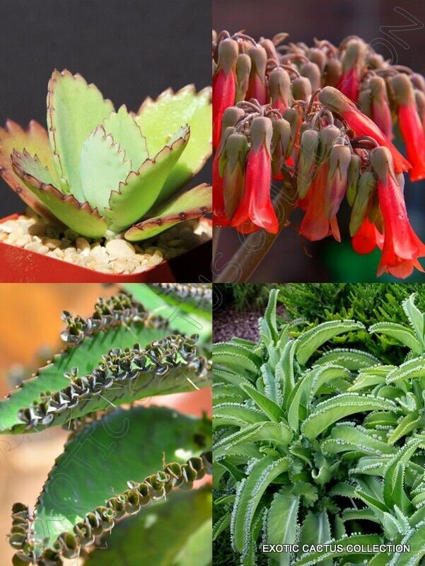 KALANCHOE DAIGREMONTIANA rare mother of thousand mexican hat plant seed 15 seeds