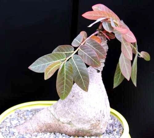 Phyllanthus Mirabilis, Caudiciform Phyllanthodendron caudex bonsai seed -5 SEEDS